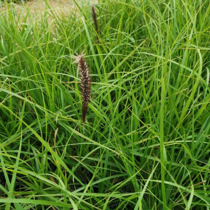 金红羽狼尾草 观赏草袋苗 观赏植物基地直销