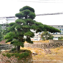 福建造型黑松 黑松盆景景观松 日本黑松 松园直供 量多优惠