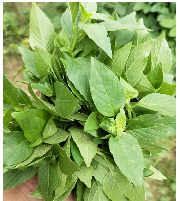 特色大叶荆芥种子香荆芥叶菜种子四季蔬菜阳台盆栽大田蔬菜孑