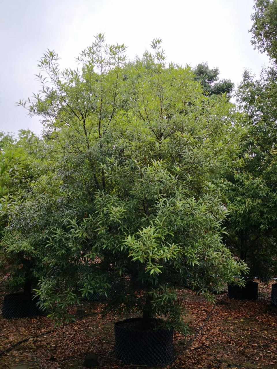 903供应柳叶桢楠34米高全冠假植苗柳叶润楠绿化