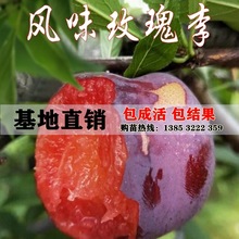 红心李子树苗脆红李子苗南北方早熟品种当年结果 风味玫瑰李子苗