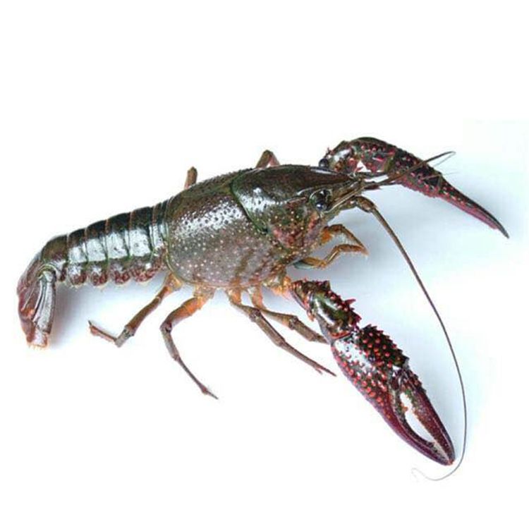 青壳白鳃清水小龙虾鲜活456钱中青虾湖北潜江小龙虾产地全国直发