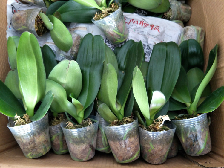 蝴蝶兰盆栽苗 蝴蝶兰花苗 批发重瓣蝴蝶兰苗室内四季年宵花卉植物