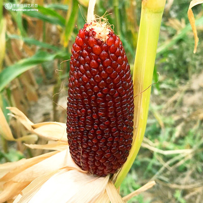 【产地直销零售批发】草莓玉米,菠萝玉米种子景观绿化易活园艺