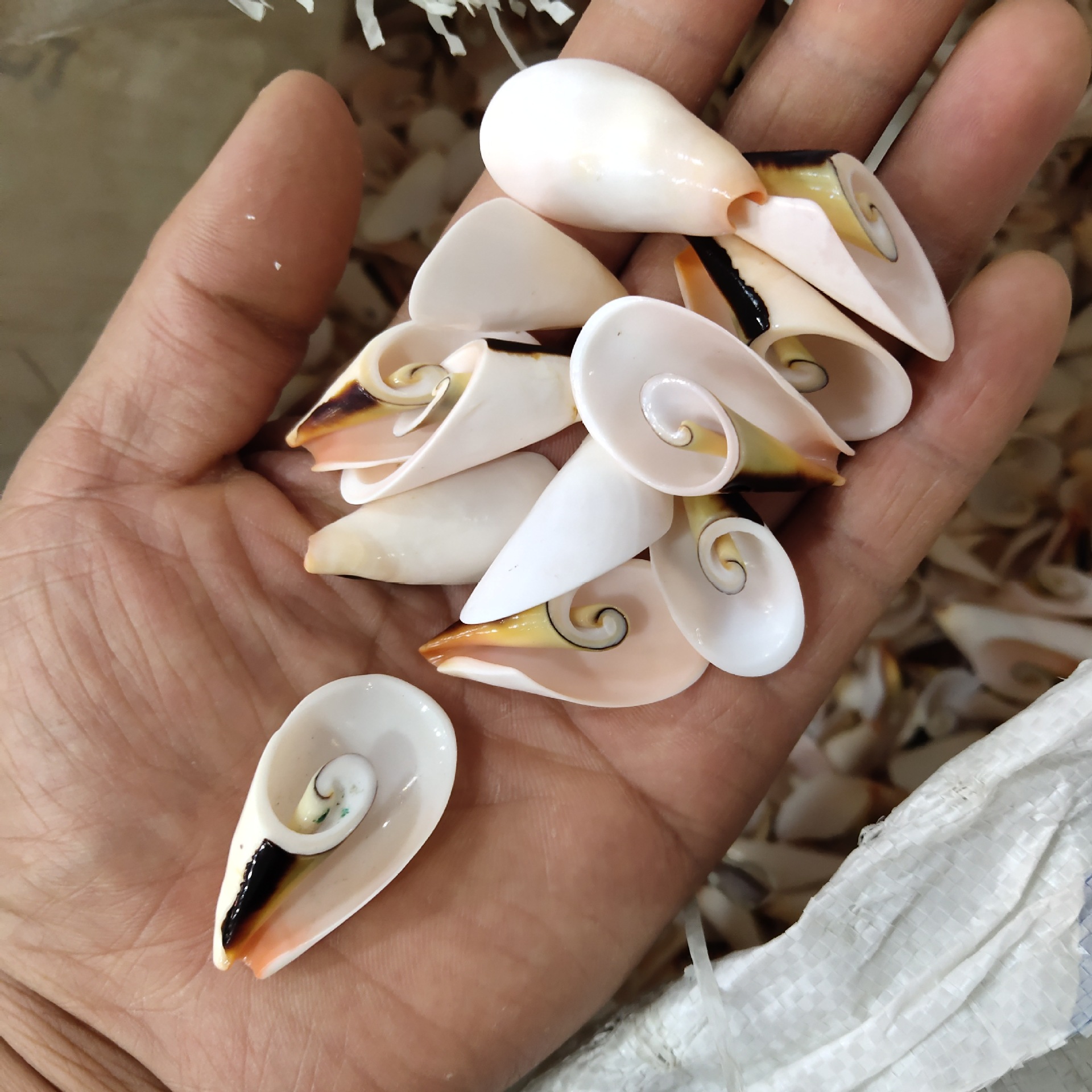 直销天然海螺贝壳手工素材创意dry3-4厘米 贝壳切片 孔雀螺切片