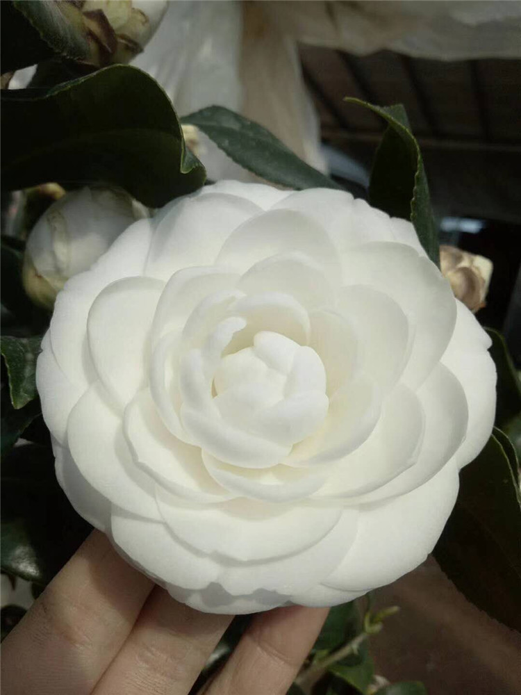 山茶花盆栽带苞18杯 东方亮茶花 东风亮茶花白色花系四五十公分高