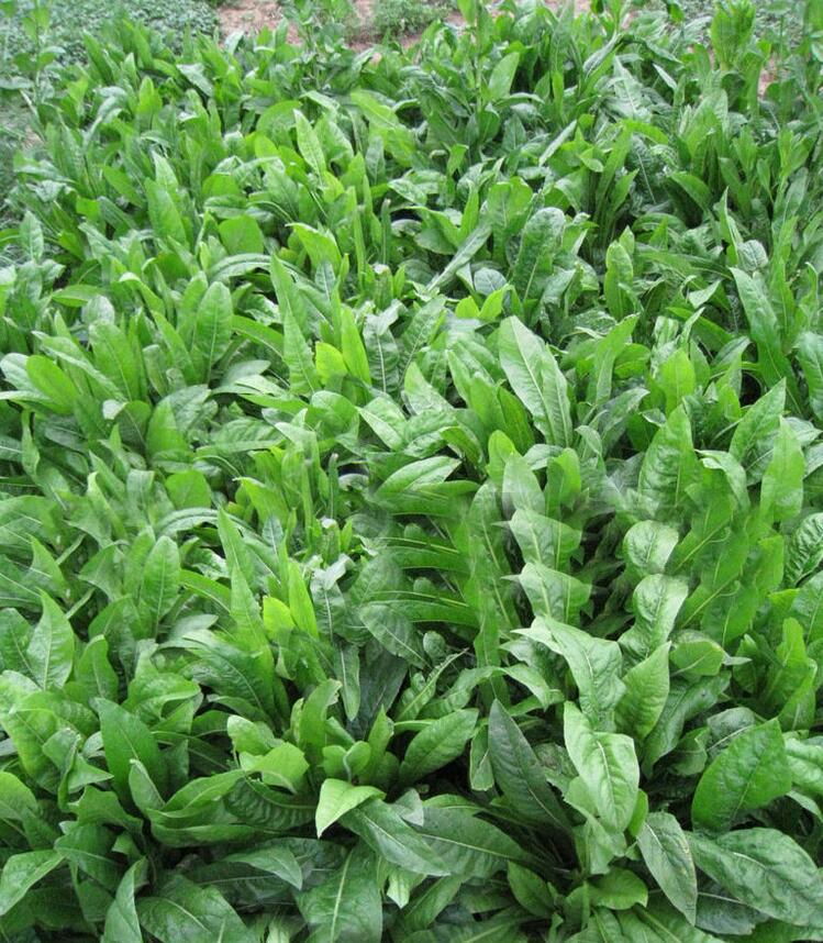 大叶将军欧洲菊苣种子多年生四季牧草籽高产耐寒猪牛羊兔鱼鸡鸭鹅