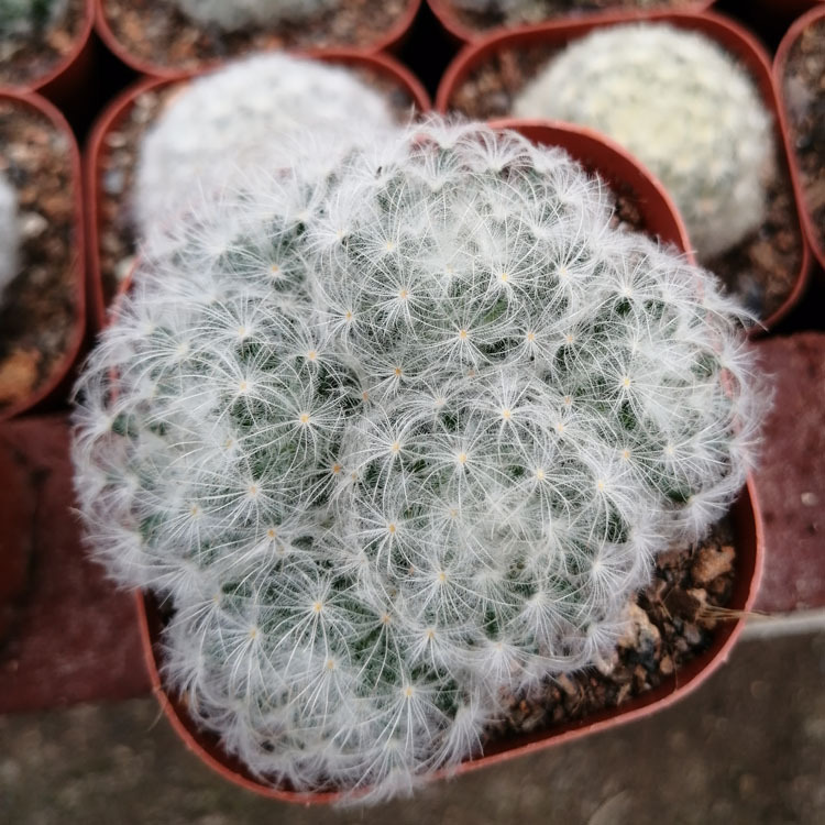 多肉植物批发约4-6cm 实生白星多头带盆土 园艺仙人球花卉绿植