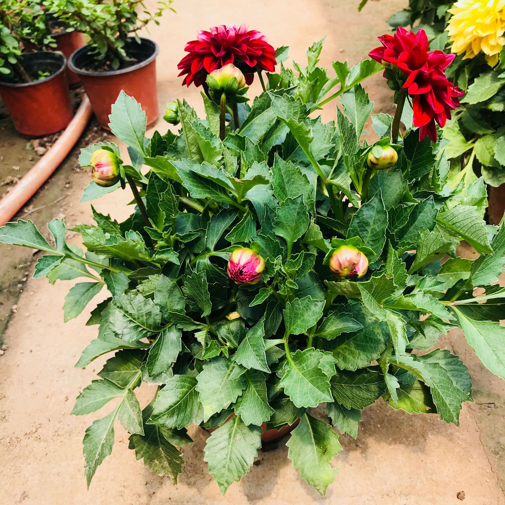 批发大丽花盆栽花卉 带花苞发货花期长多年生庭院阳台花卉大丽花