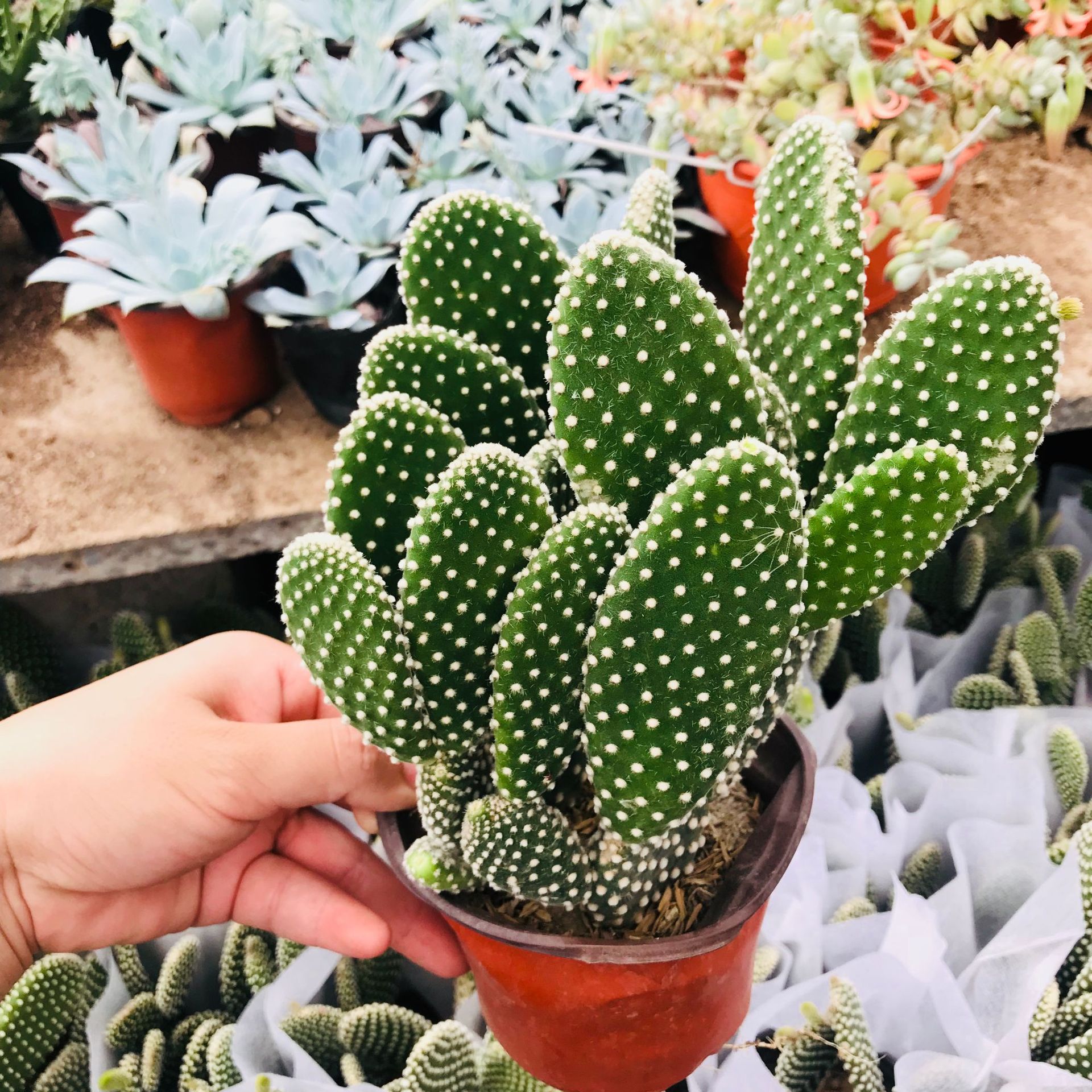 仙人掌多肉植物批发白毛掌 办公桌面趣味吸甲醛绿植盆栽 白毛掌