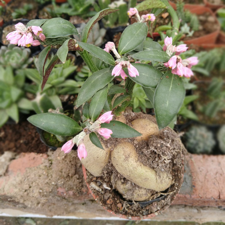 多肉植物批发人参大戟带盆土 人参大吉约10-12cm裸根花卉绿植盆栽