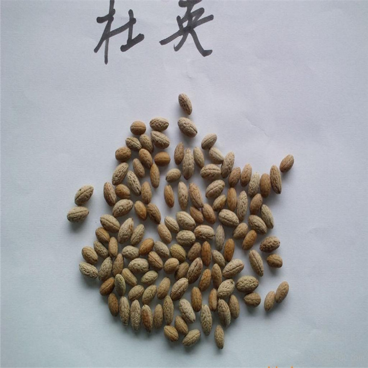 新采绿化林木杜英种子行道彩色优质籽杜英种子杜英种子包发芽批发