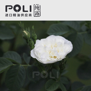 (保加利亚) 1号_白玫瑰纯露 爽肤护肤花水oem【poli/颇黎】