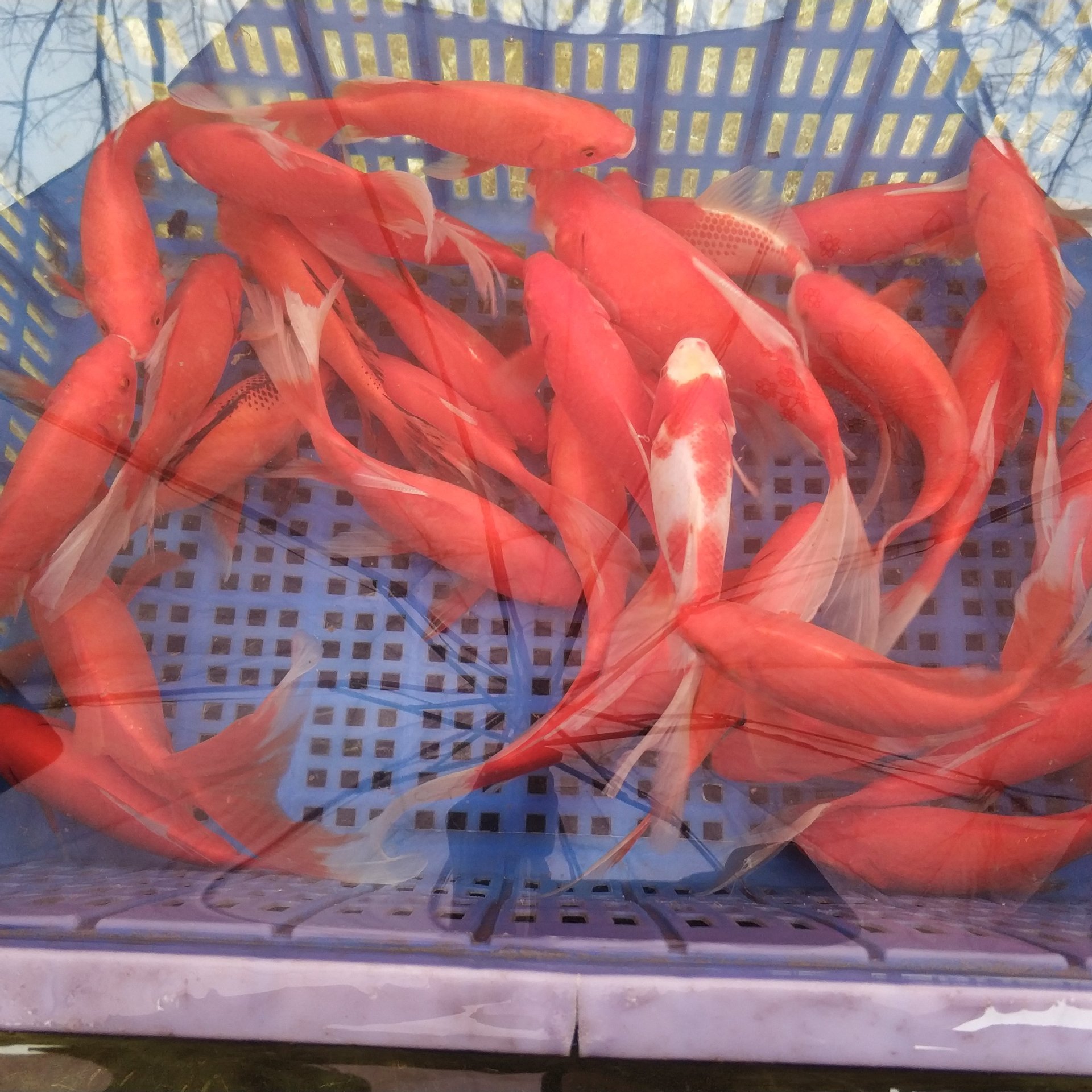 大草金鱼锦鲫鱼活体长尾红鲫鱼儿童钓鱼好养冷水观赏鱼