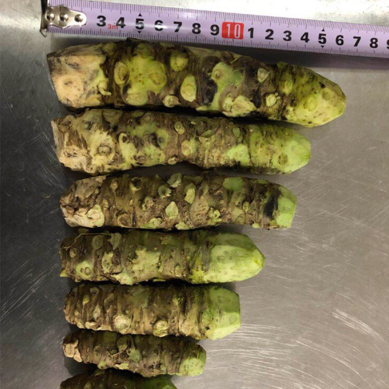 山葵新鲜山葵1000g煲汤食材味辛冲芥末辣根云南新鲜山葵批发