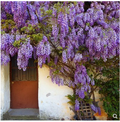 紫藤苗00 10庭院攀援植物盆栽地栽多花紫藤萝紫罗兰爬藤植物紫藤