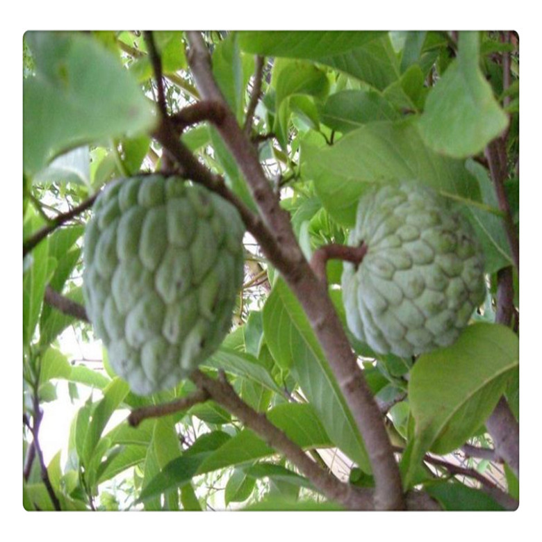 台湾凤梨释迦果树苗释迦苗番荔枝苗欢迎选购