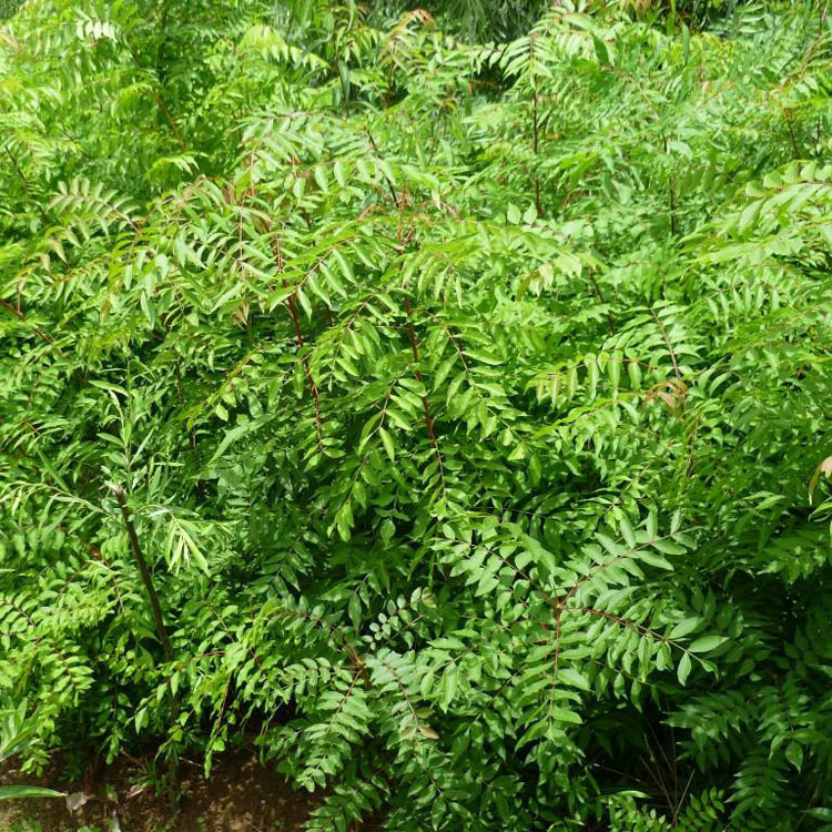 溢芳种业新采林木种籽黄连木种子楷木楷树黄楝树四季可播