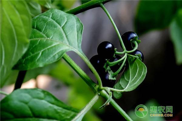 龙葵的药用作用有哪些?