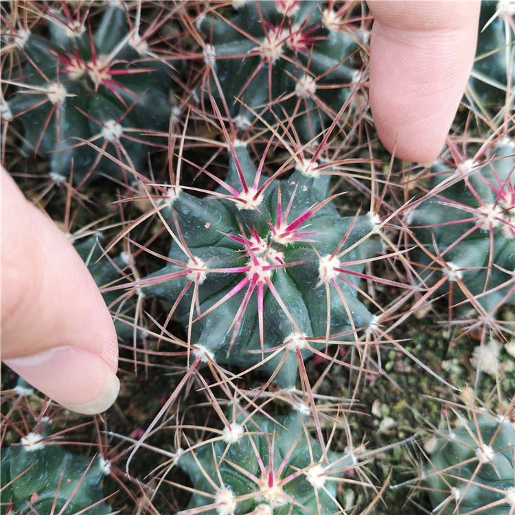 实生神仙玉仙人球5公分仙人球狂刺小盆栽红刺强刺球属