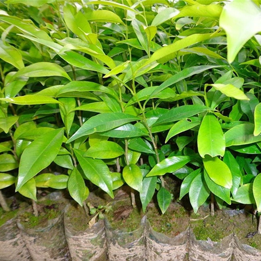 土沉香沉香树苗