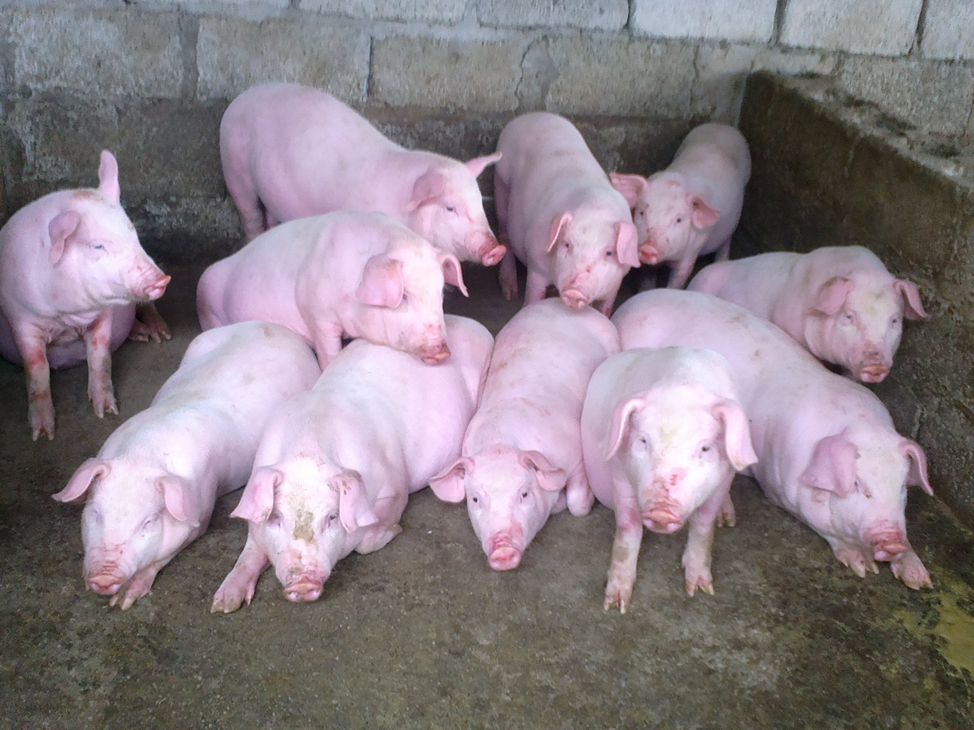 规模化养猪场需具备以下条件