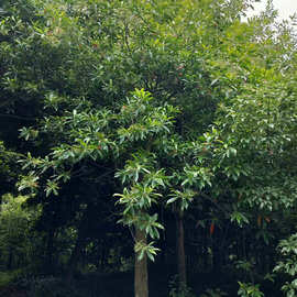 0成交0笔14年复购率:批发供应尖叶杜英(风水高大树木10-15米)袋苗长沙