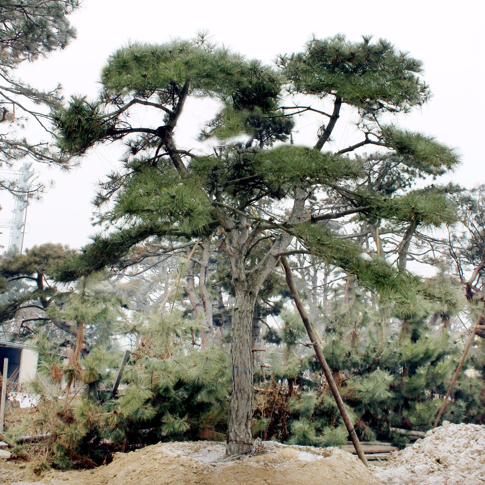 经理:15092819999 松树,(学名:pinus)世界上的松树种类有八十余种