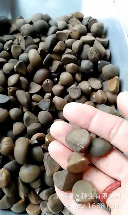 批发茶花树种子 红花茶花 盆栽多年生观赏植物 茶花