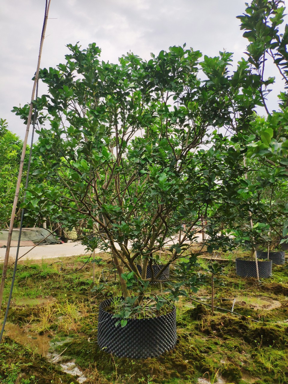 907供应 丛生柚子树 蜜柚 3-3.5米高假植苗 绿化果树