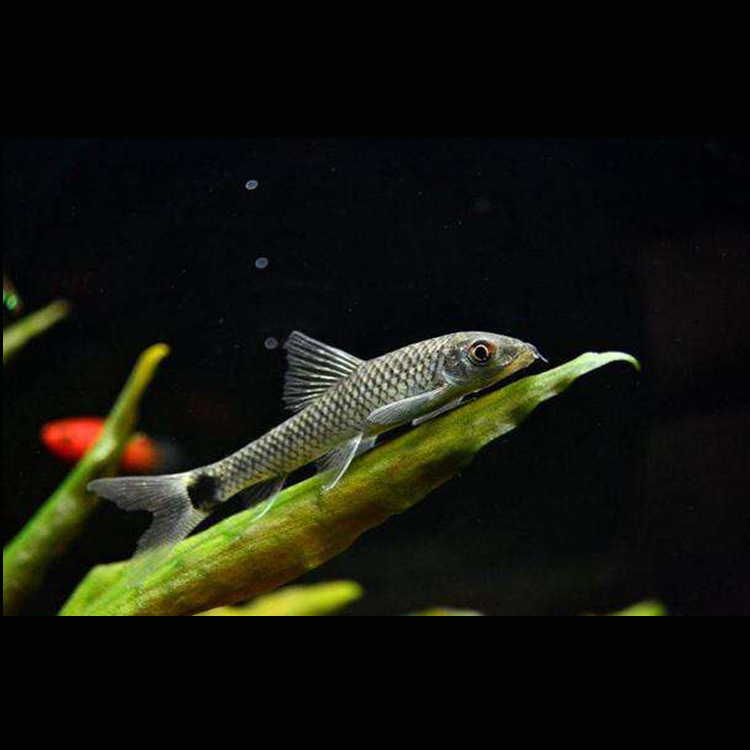 水族宠物淡水小猴飞狐活体灯科小型群游鱼草缸观赏热带鱼小额批发