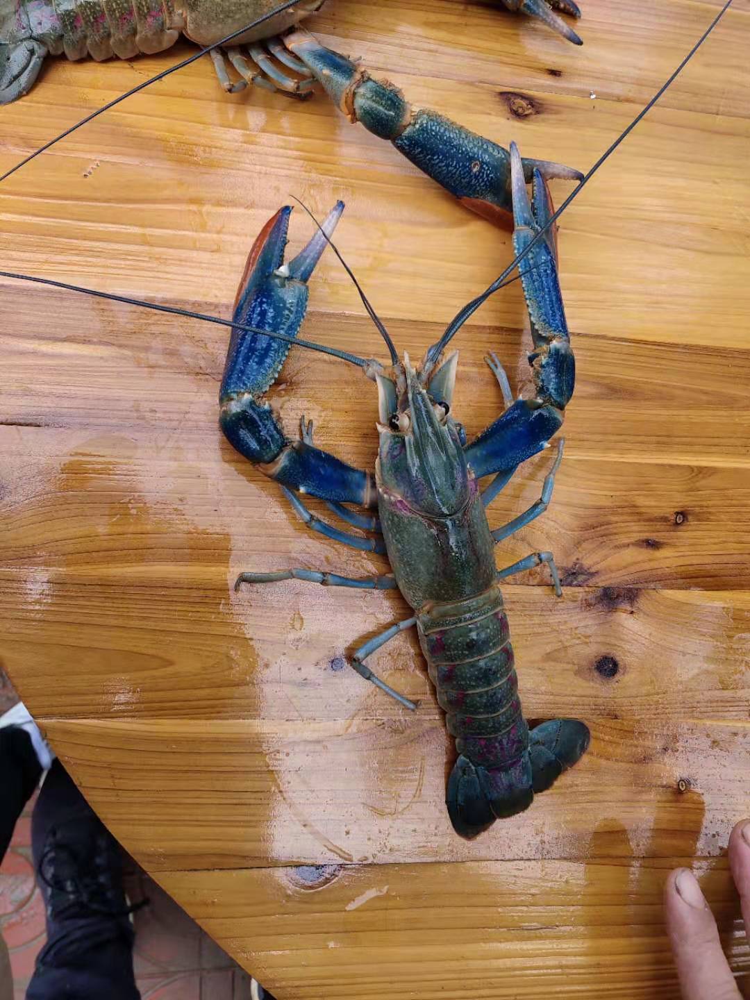 优倍思(成虾)精选澳洲淡水小龙虾 鲜活小龙虾批发 自家虾场