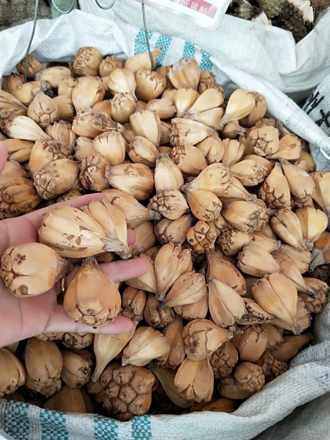 山菠萝 露兜子 滴血莲花原子 每件500克