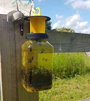 捕蝇瓶大号捕蝇器重复使用捕蝇器