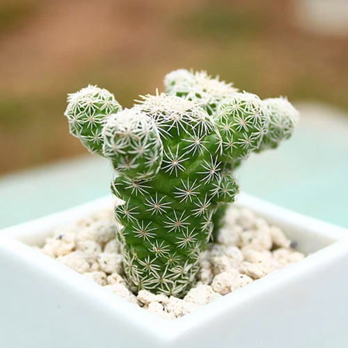 盆栽多肉白鸟银手指 多肉植物盆栽 办公室内绿植小盆栽花卉