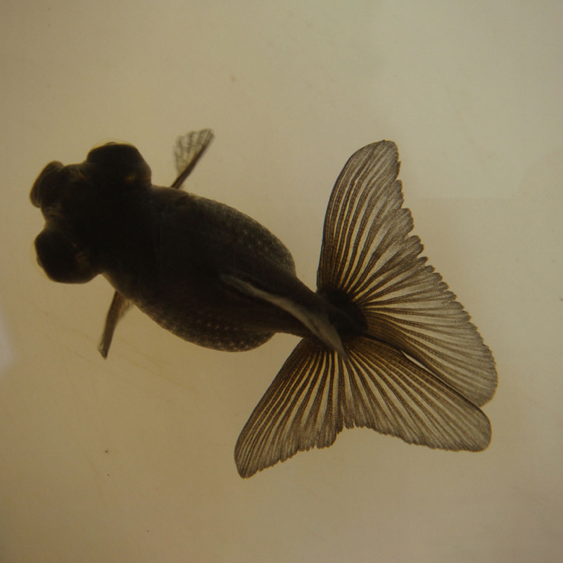 观赏小金鱼 活体淡水黑龙睛宠物小金鱼 上海养殖批发活体宠物鱼