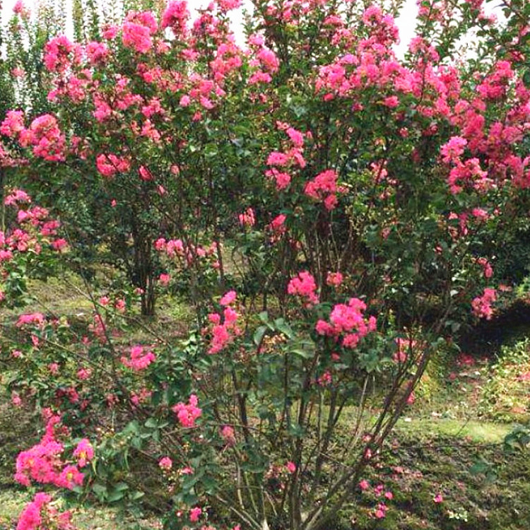 园林绿化树直销丛生百日红 周至基地批发秋火焰丛生紫薇