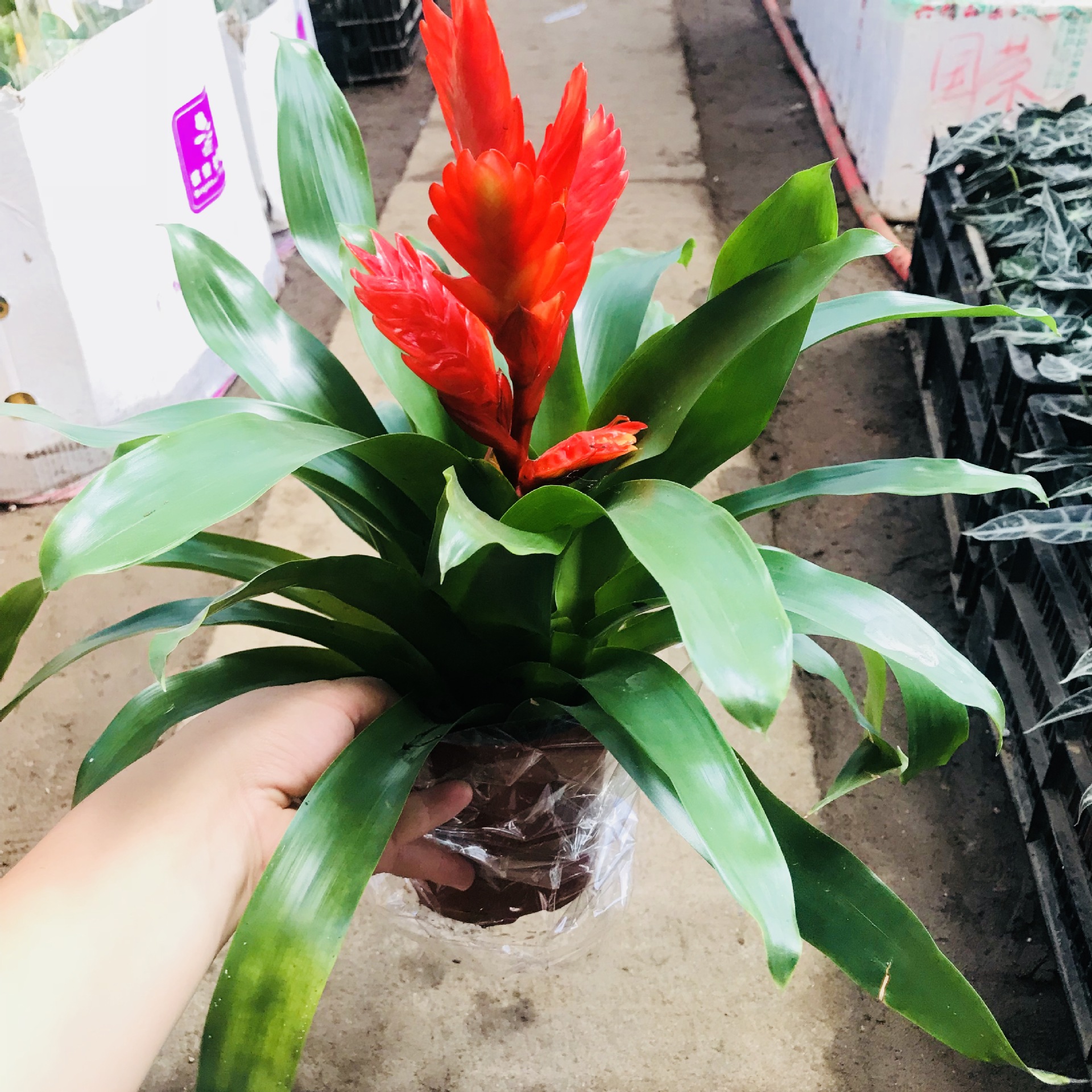 室内绿植卡莉盆栽 四季常青观花盆栽莺歌凤梨 羽扇鸿运当头 卡莉