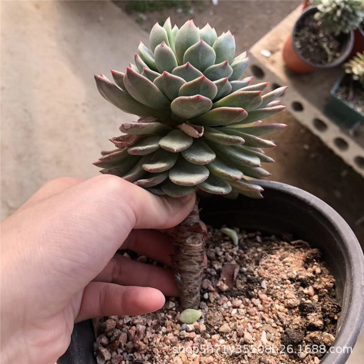 1825精品大棚限时批发多肉品种 青苹果单头老桩多肉植物品相实拍