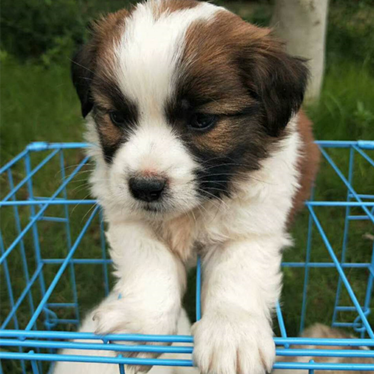 串狗活体小狗中华田园犬家养幼犬串串土狗狗狗活体宠物狗拉拉混血