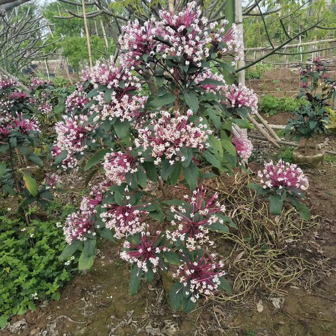 903供应 烟火树 1.5-2米高袋苗 烟火花 容器苗