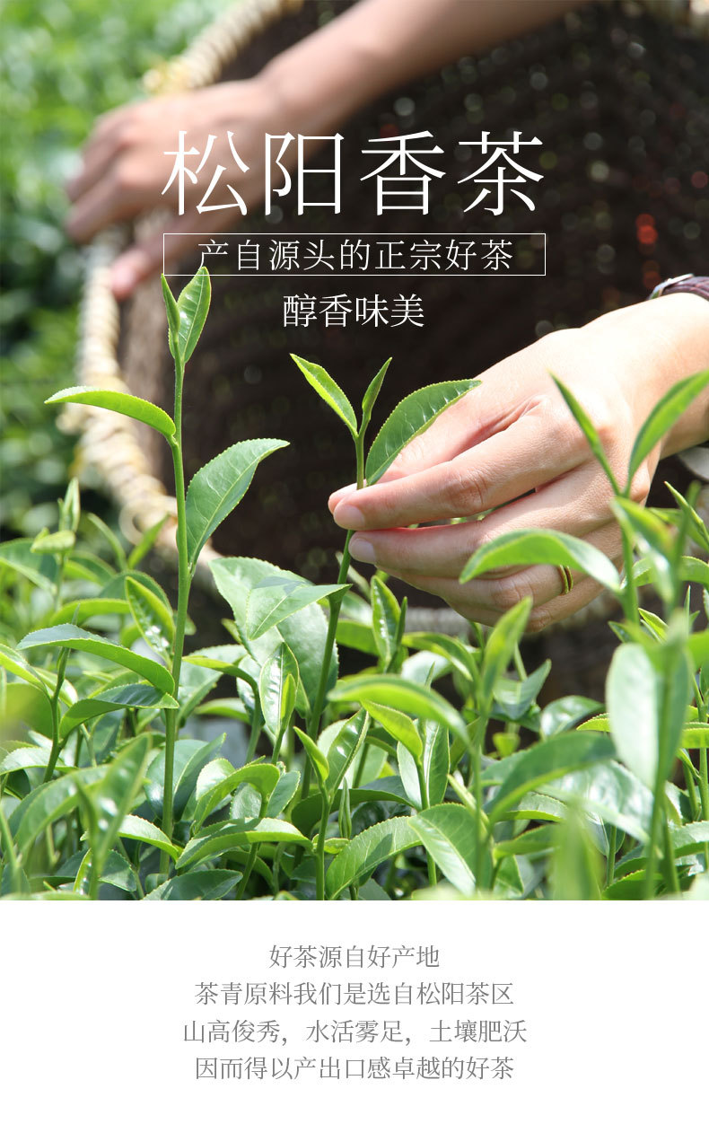 2020年产地直供新茶松阳香茶白茶烘青 浙江炒青绿茶茶叶散装批发