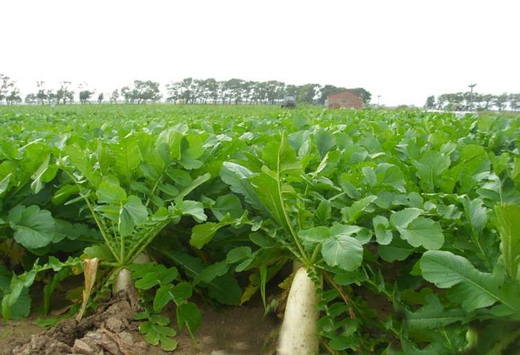 盆栽种植蔬菜瓜果籽白萝卜种子水果萝卜阳台蔬菜均可播种