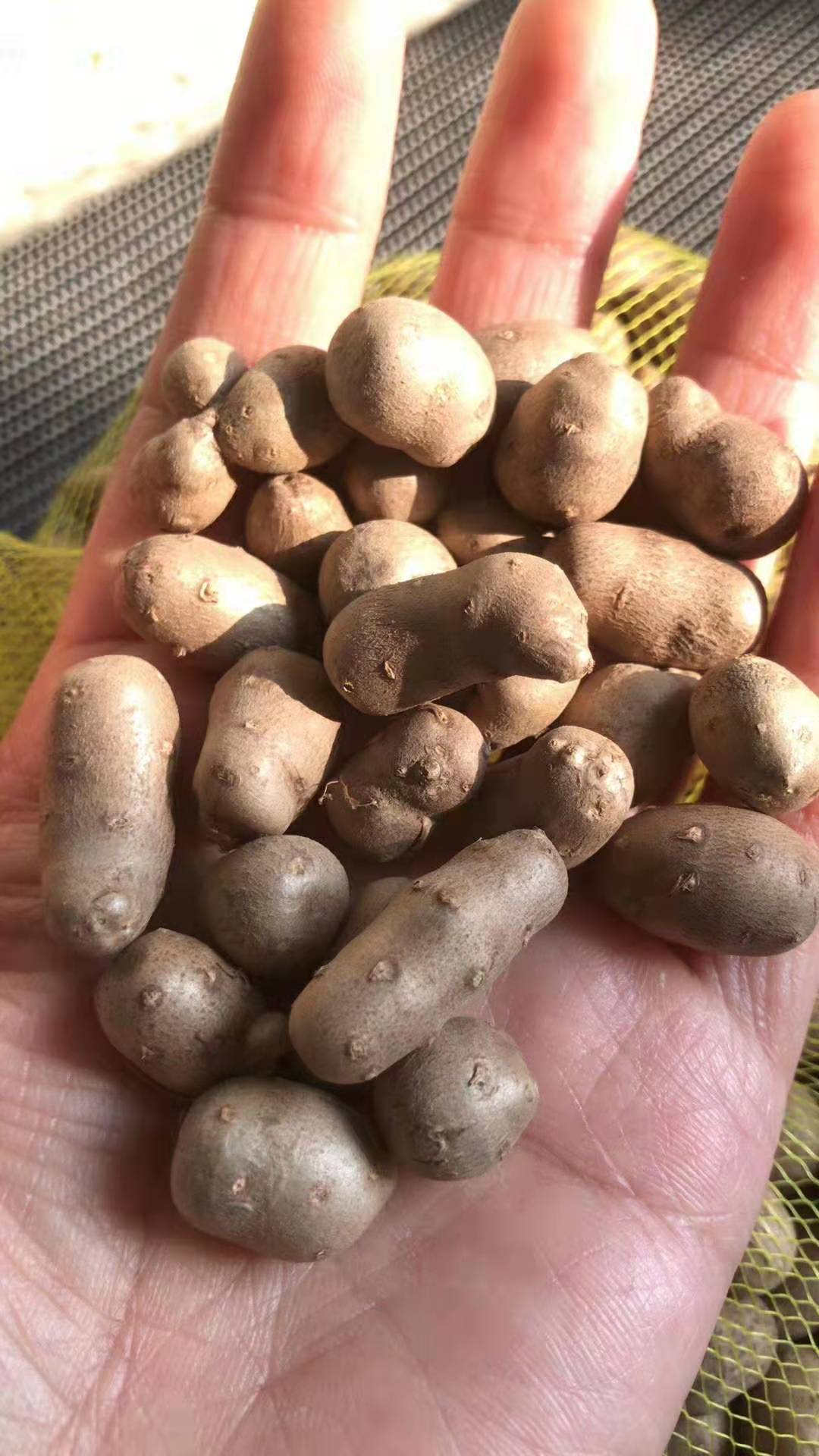 山药豆5斤大号2021新鲜铁棍山药大淮山药小怀山药蛋一件代发