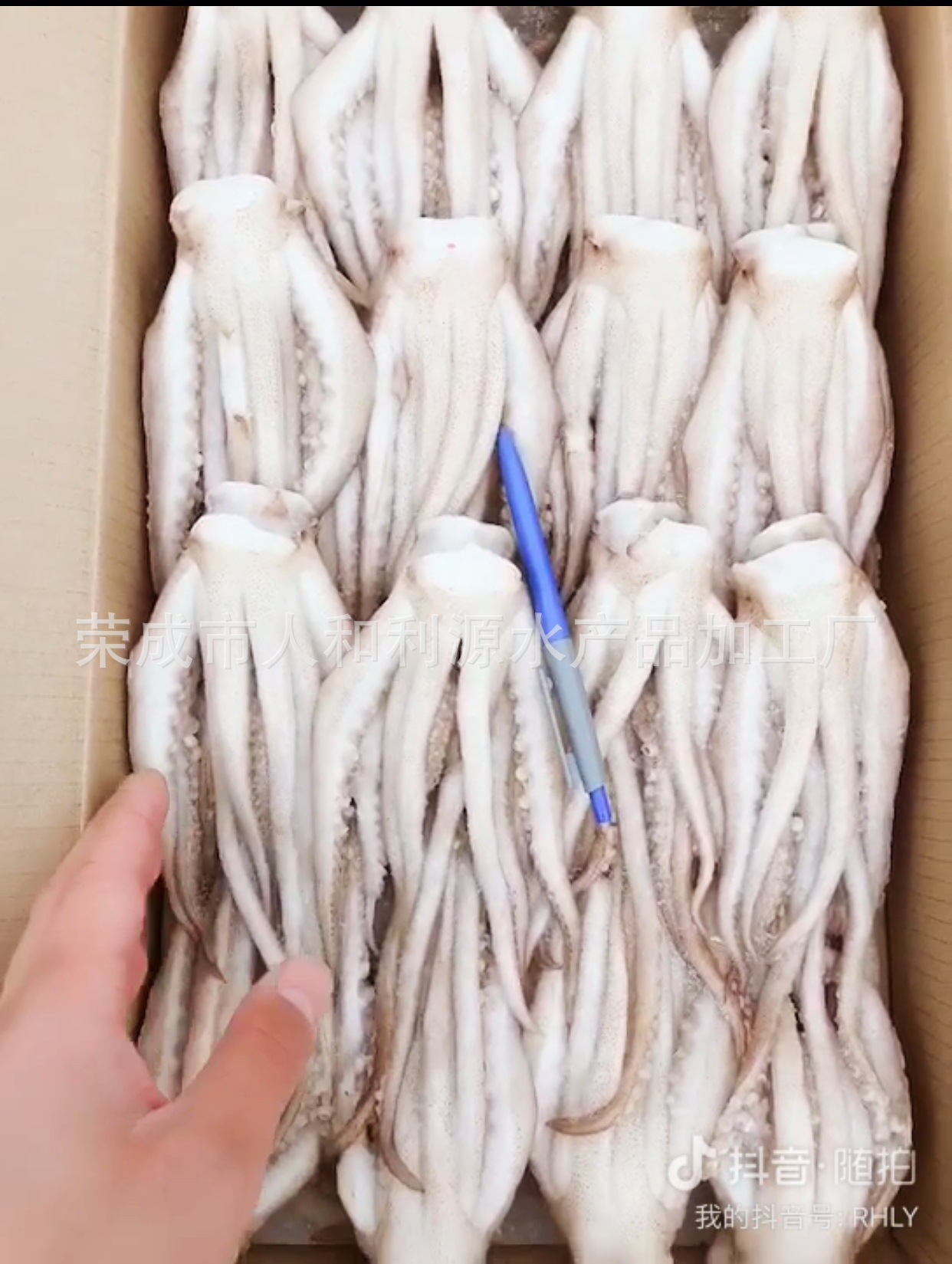 鱿鱼头 冰冻鱿鱼须 速冻鱿鱼烧烤爆炒火锅鱿鱼头带冰6成 20斤/件