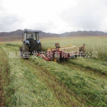 今年新草燕麦草草捆 养殖场动物园饲草牧草