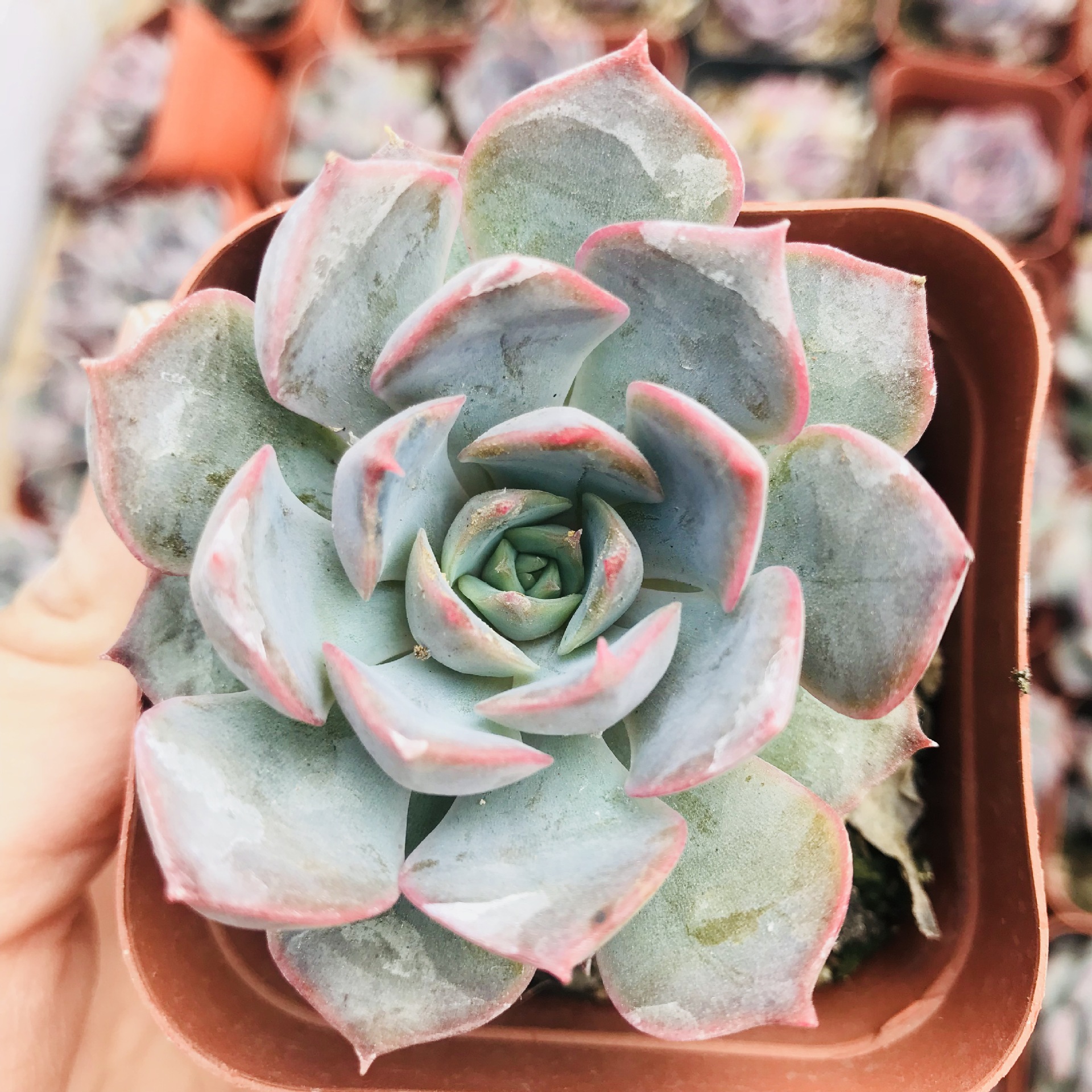 大棚直销精品优质多肉单头暗冰 室内绿植花卉批发 多肉拼盘用暗冰