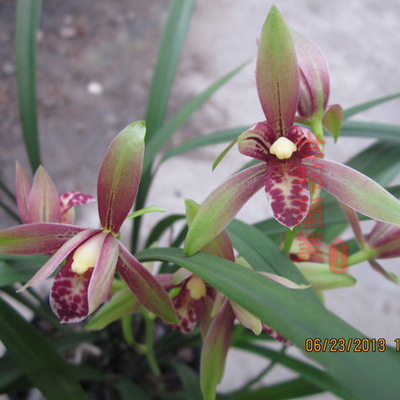 包邮四季兰花苗玉红双娇清香双色红花娇艳出色建兰小国魂花卉绿植