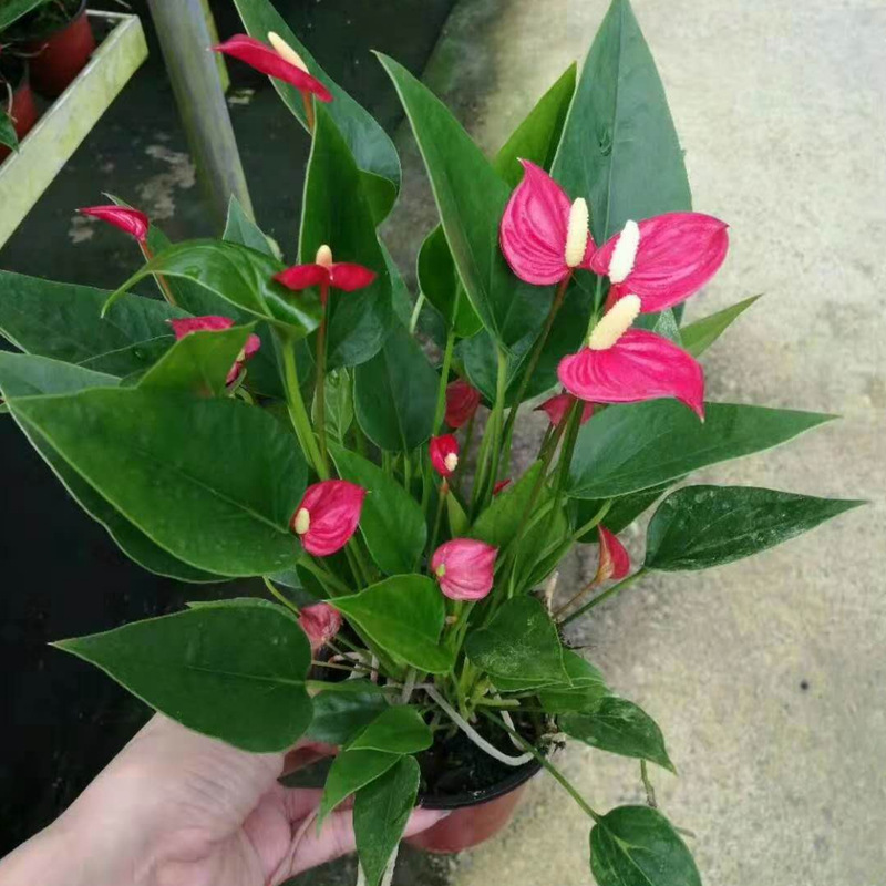 厂家直销优质110#满天星红掌盆栽植物室内创意园艺花卉绿色植物