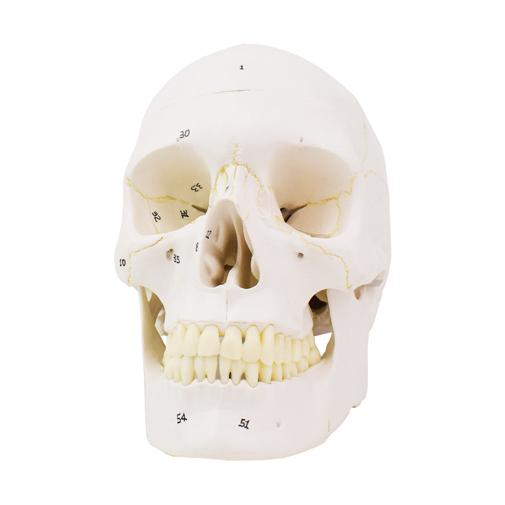 医用正品人体头骨模型带数字可拆卸骷髅头模型骨骼模型骨架模型